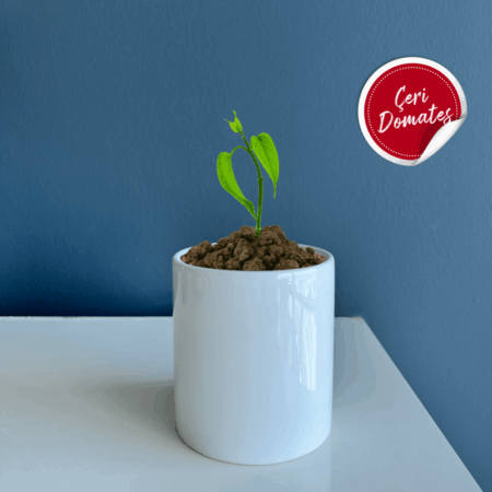 2541 - Seramik Saksı Dikim Kiti - Çeri Domates