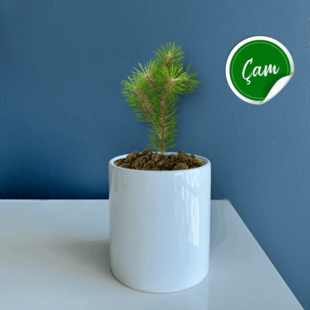 2543 - Seramik Saksı Dikim Kiti - Çam