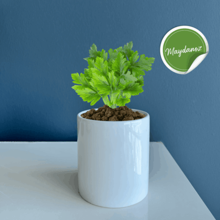 2546 - Seramik Saksı Dikim Kiti - Maydanoz