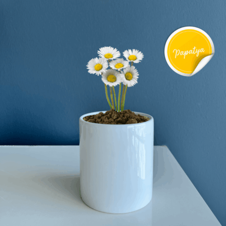 2547 - Seramik Saksı Dikim Kiti - Papatya