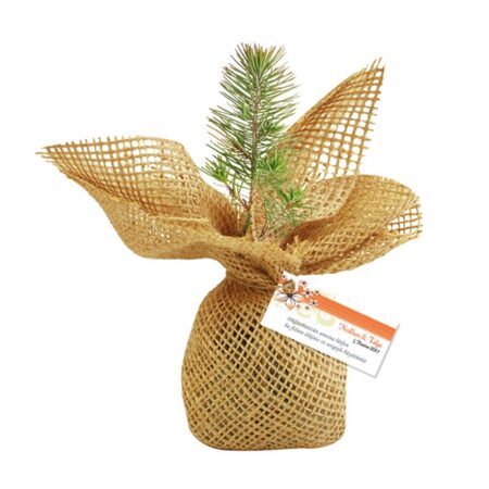 4601 - Promosyon Fıstıkçamı Fidanı