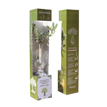 4607 - Promosyon Zeytin Fidanı