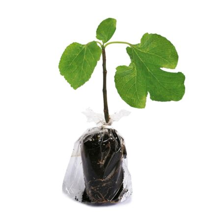 4615 - Promosyon İncir Fidanı